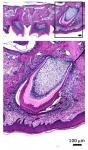 Fig. 5a